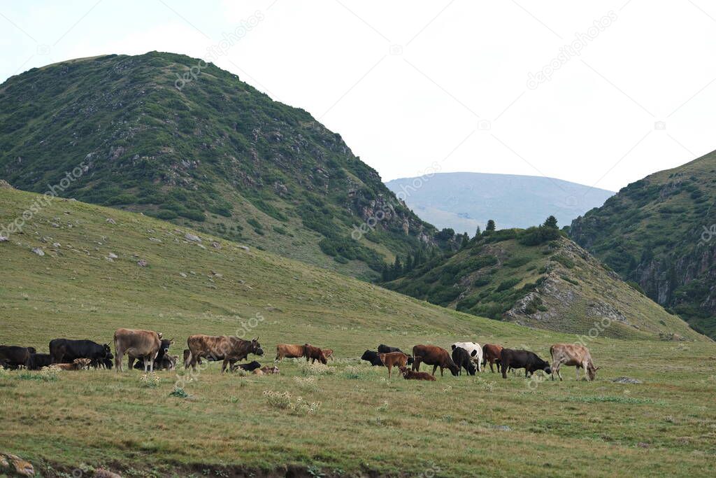  Grazing animals on the high plateau - assy. It is located at an altitude of 2750 m above sea level, East of the city of Almaty