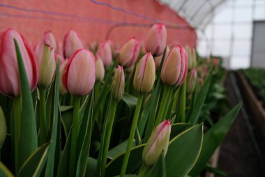 Belli bir sıcaklıkta serada çiçek yetiştirmek. Yaprakların parlak rengi.