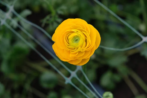 Cultivar Flores Uma Estufa Com Uma Certa Temperatura Cor Brilhante — Fotografia de Stock