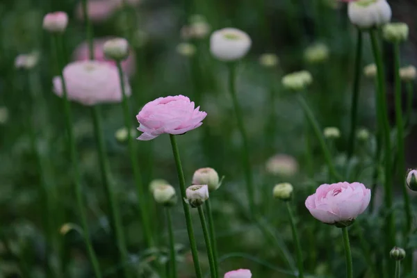 Growing Flowers Greenhouse Certain Temperature Bright Color Petals — Stock Photo, Image