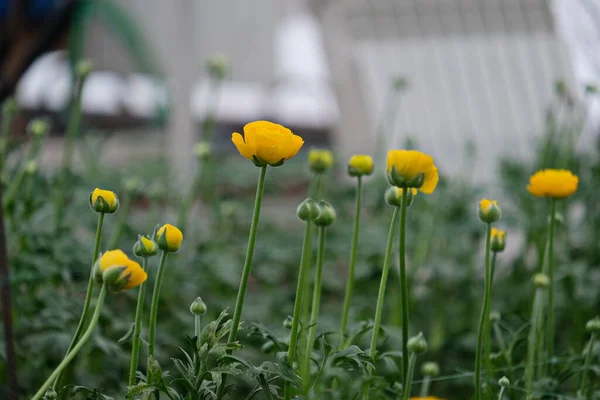 Cultivar Flores Uma Estufa Com Uma Certa Temperatura Cor Brilhante — Fotografia de Stock