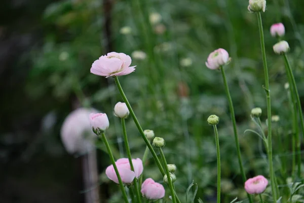 Cultivar Flores Uma Estufa Com Uma Certa Temperatura Cor Brilhante — Fotografia de Stock