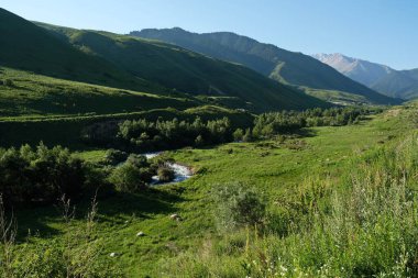 Otlayan hayvanlar için eteklerdeki bitki örtüsü. Almaty bölgesinde, Kazakistan 'ın güneydoğusunda.