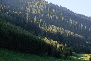 Otlayan hayvanlar için eteklerdeki bitki örtüsü. Almaty bölgesinde, Kazakistan 'ın güneydoğusunda.