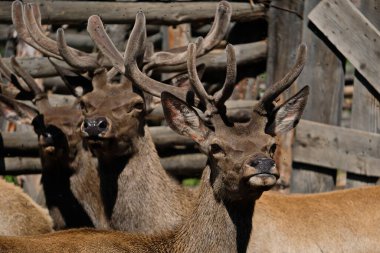 Ağaç dallarındaki bir ağılda genç bir geyik. Otladıktan sonra, bir çiftlik binasında toplanırlar..