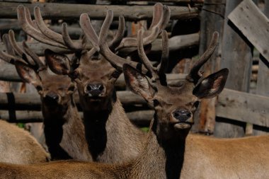 Ağaç dallarındaki bir ağılda genç bir geyik. Otladıktan sonra, bir çiftlik binasında toplanırlar..