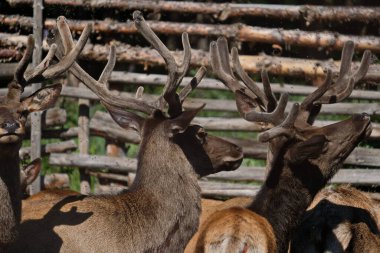 Ağaç dallarındaki bir ağılda genç bir geyik. Otladıktan sonra, bir çiftlik binasında toplanırlar..