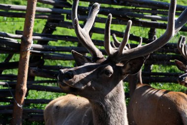 Ağaç dallarındaki bir ağılda genç bir geyik. Otladıktan sonra, bir çiftlik binasında toplanırlar..