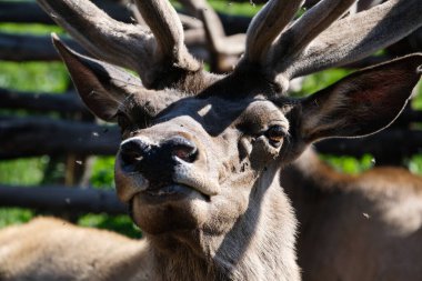 Ağaç dallarındaki bir ağılda genç bir geyik. Otladıktan sonra, bir çiftlik binasında toplanırlar..