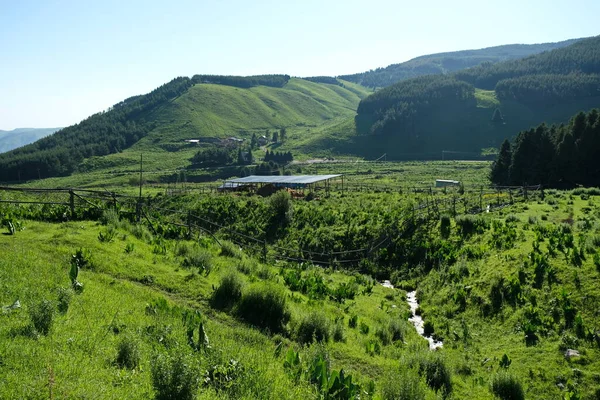 Vegetazione Piedi Pascolo Degli Animali Territorio Nella Regione Almaty Nel — Foto Stock