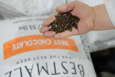 Almaty / Kazakistan - 02.14.2019: Açık avuçlarda bira üretimi için malt. 