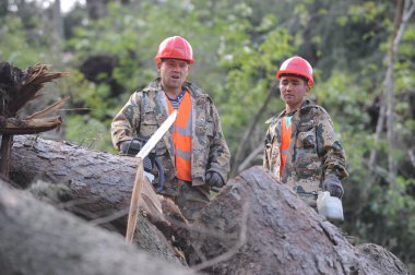 Almaty / Kazakistan - 06.09.2011: Bir kasırga tarafından devrilen ağaçların temizlenmesi. Kamu görevlileri dağların etrafındaki merkez yollardaki kütükleri görmüş ve kaldırmışlar..