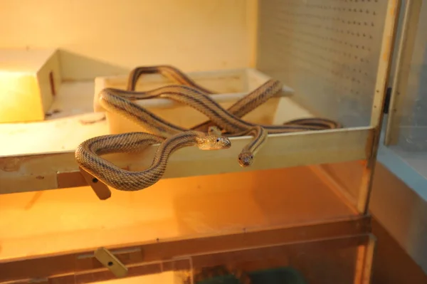 Yılan Serpentaryumda Tutuluyor Zoolojik Araştırmalar Için Bir Yer — Stok fotoğraf