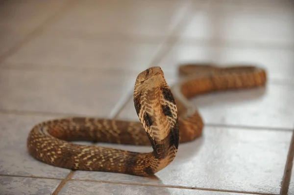 Serpente Está Contida Serpentário Lugar Para Pesquisa Zoológica — Fotografia de Stock