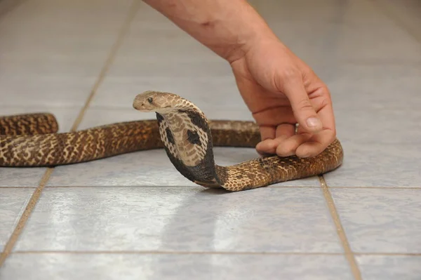 Almaty Kazajstán 2011 Herpetólogo Especialista Sostiene Una Serpiente Sus Manos — Foto de Stock