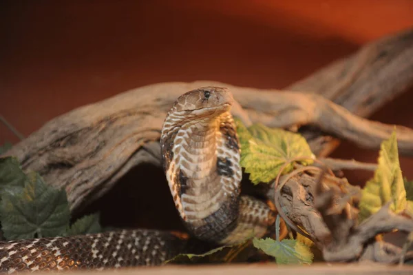 Змея Содержится Змеевике Место Зоологических Исследований — стоковое фото