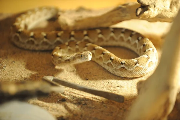 Yılan Serpentaryumda Tutuluyor Zoolojik Araştırmalar Için Bir Yer — Stok fotoğraf