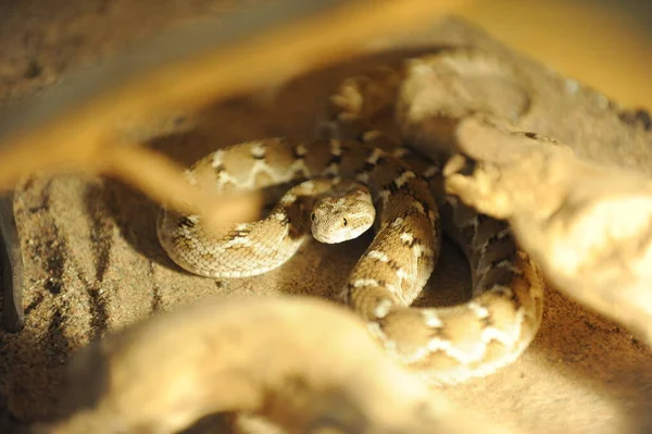 Yılan Serpentaryumda Tutuluyor Zoolojik Araştırmalar Için Bir Yer — Stok fotoğraf