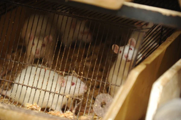 蛇紋岩の鉄の箱の中の白いマウス — ストック写真