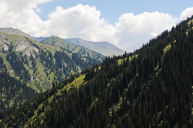 Farklı bitki örtüsüne sahip bir dizi tepe: Tianshan köknarı, yabani çiçekler ve otlar. Khan Tengri yakınlarında bir bölge..