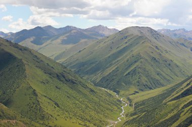 Farklı bitki örtüsüne sahip bir dizi tepe: Tianshan köknarı, yabani çiçekler ve otlar. Khan Tengri yakınlarında bir bölge..
