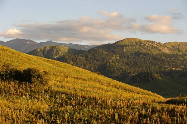 Una Serie Colline Con Vegetazione Diversa Abeti Tianshan Fiori Selvatici — Foto Stock