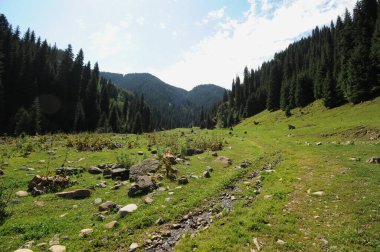 Dağlık arazi, kayalar ve farklı bitkiler.