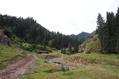 Dağlık arazi, kayalar ve farklı bitkiler.