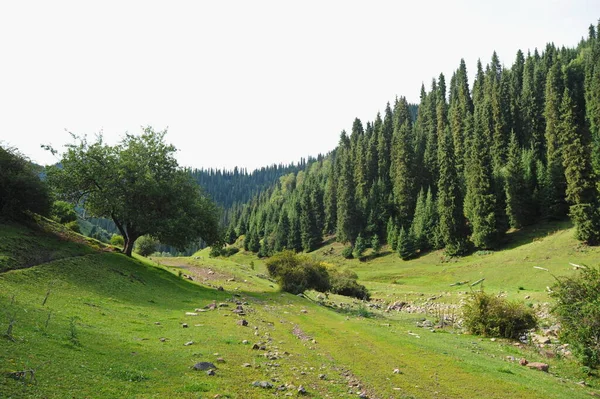 Terreno Montanhoso Com Rochas Vegetação Diferente — Fotografia de Stock