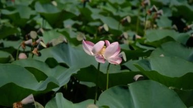 Nilüferler vahşi bir gölette yetişir.. 