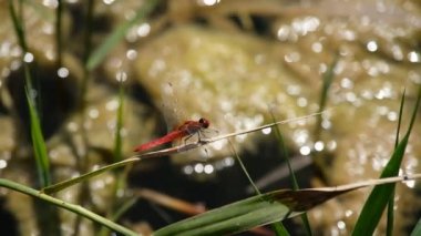 Bir yusufçuk vahşi bir gölette bir dala oturur.