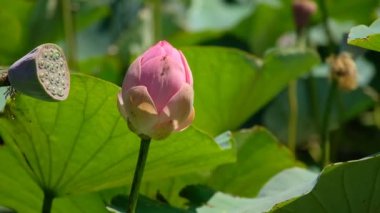 Nilüferler vahşi bir gölette yetişir.. 