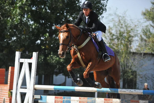 Almaty Region Kazakhstan 2011 Jumping Competition 运动员和他们的马在有木制障碍物的平台上训练 — 图库照片