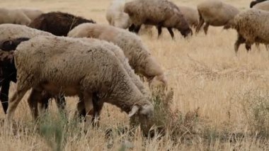 Dağ eteklerinde bir koyun sürüsünün otladığı büyük bir tarla.. 