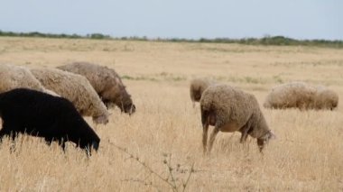 Dağ eteklerinde bir koyun sürüsünün otladığı büyük bir tarla.. 