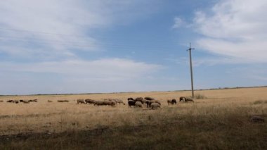 Dağ eteklerinde bir koyun sürüsünün otladığı büyük bir tarla.. 