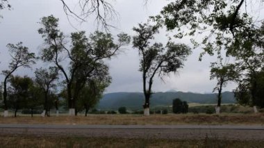 Boş kırsal yol ve hayvanların otladığı tarlanın arka planındaki ağaçlar.