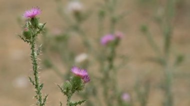 Başka bir bitkiye odaklanmış bir Bud 'ın yakın çekimi. Almaty 'nin eteklerinde farklı bitkiler var.