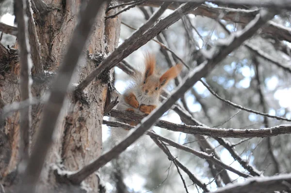 Esquilo Senta Nos Ramos Uma Árvore Coberta Neve — Fotografia de Stock