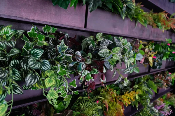 Duvarın yeşillikle süslenmesi.