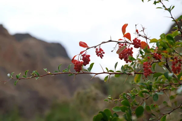 Berries Branches Bush Lower Reaches Charyn Canyon — Stock Photo, Image