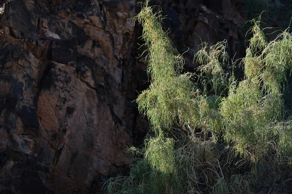 Vegetazione Diversa Nel Canyon Charyn Arbusti Alberi Erba — Foto Stock