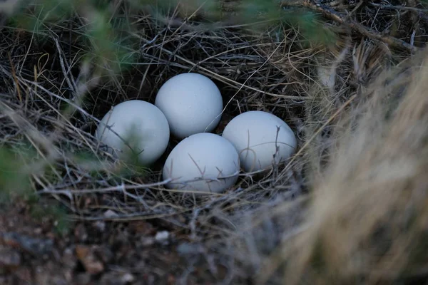 Птичьи Яйца Гнезде Нижнем Течении Каньона Чарын — стоковое фото