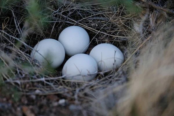 チャリン渓谷の下流の巣の中の鳥の卵 — ストック写真