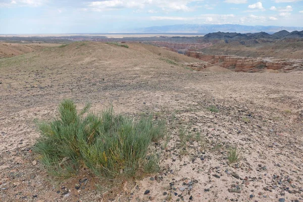 Verschillende Vegetaties Charyn Canyon Struiken Bomen Gras — Stockfoto