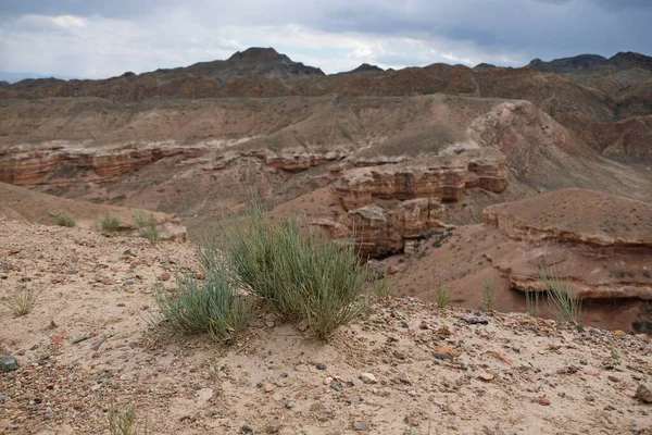Charyn Kanyonu 'ndaki farklı bitkiler: çalılar, ağaçlar ve çimenler