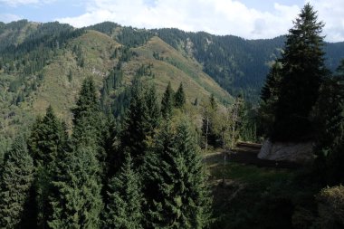 Ağaçlar, çalılar ve Tien Shan köknarı Almaty yakınlarındaki dağlık bir alanda yetişir..