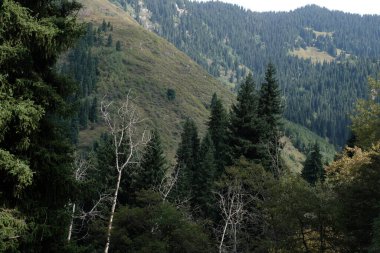 Ağaçlar, çalılar ve Tien Shan köknarı Almaty yakınlarındaki dağlık bir alanda yetişir..