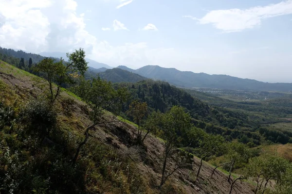 Árboles Arbustos Abetos Tien Shan Crecen Las Laderas Una Zona —  Fotos de Stock