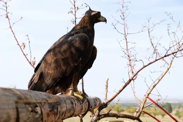 Golden Eagle Sits Wooden Platform Branches — Stock Photo, Image